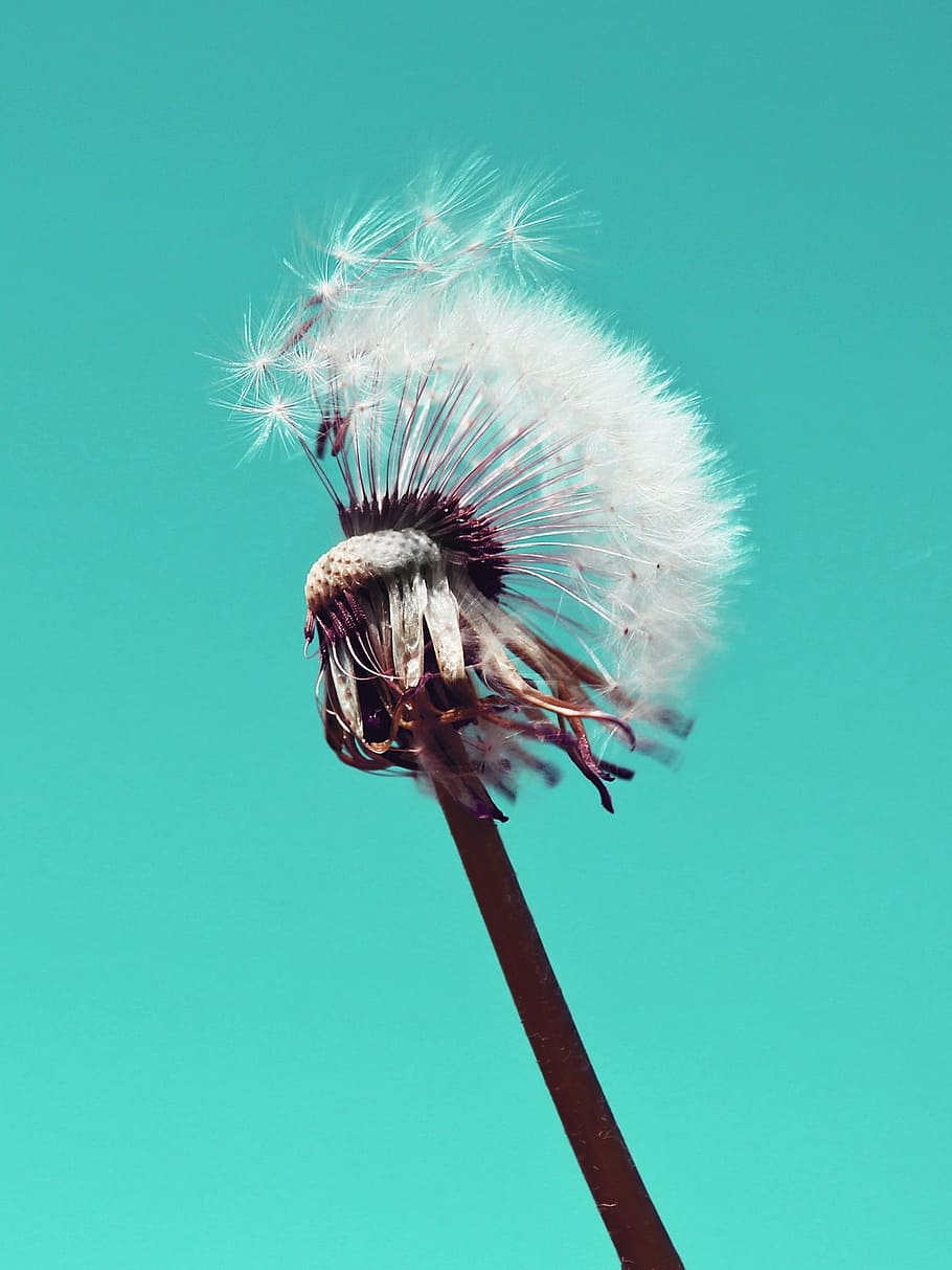 HD wallpaper: close-up photography of white dandelion, fluffy, pollen ...