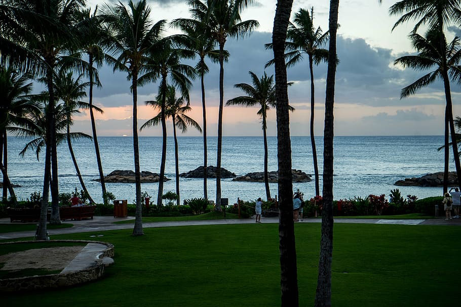 sunset, hawaii, oahu, palm trees, beach, ocean, hawaii beach HD wallpaper