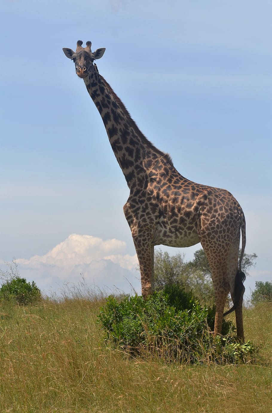 HD wallpaper: Giraffe, Kenya, Wild Animals, tallest, animal wildlife, one  animal | Wallpaper Flare