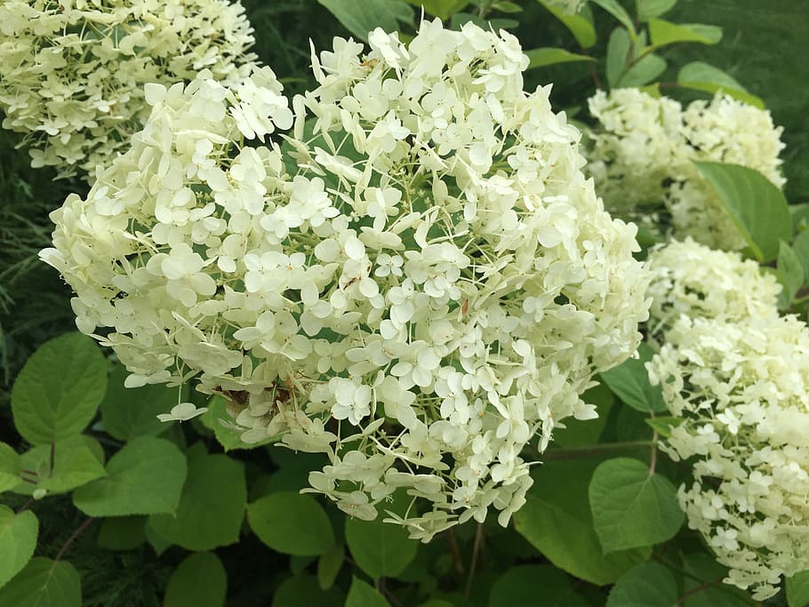 hydrangea, flower, summer, closeup, plant, bush, flowers, bloom HD wallpaper