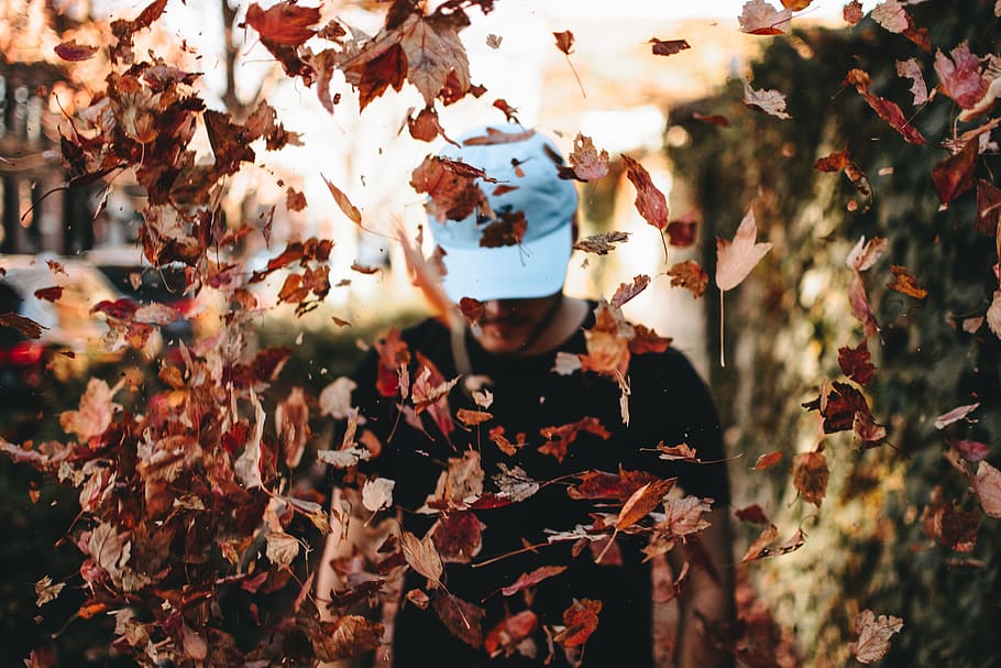people, man, tree, leaves, fall, autumn, plant, nature, day HD wallpaper