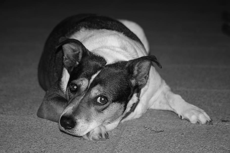 dog, mongrel, terrier, sad, anxious, abandoned, stray, adopted HD wallpaper