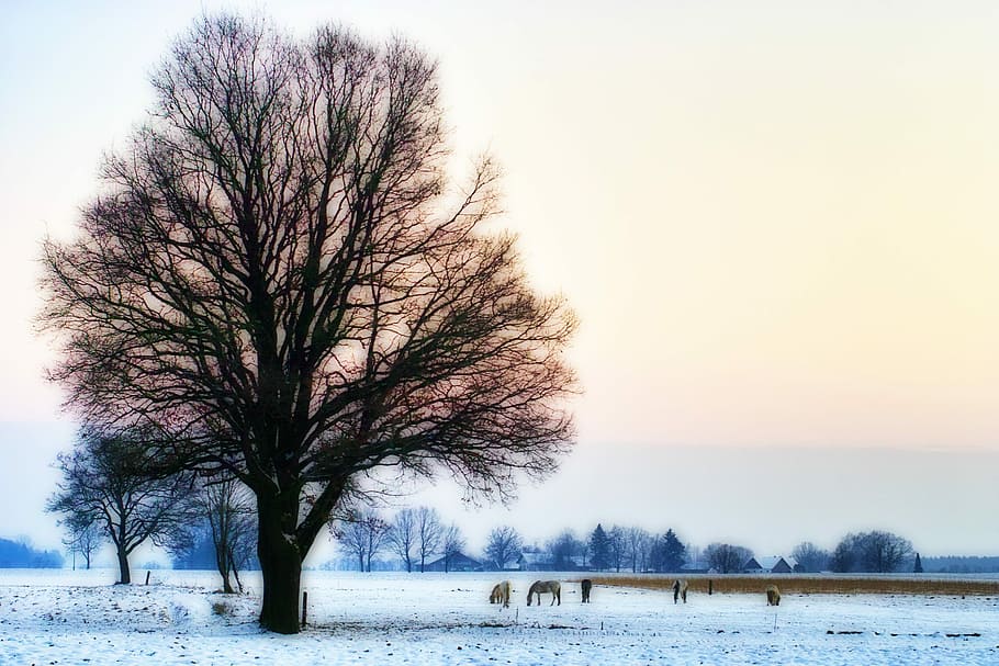 tree, winter, horses, pasture, nature, landscape, snow, sky HD wallpaper