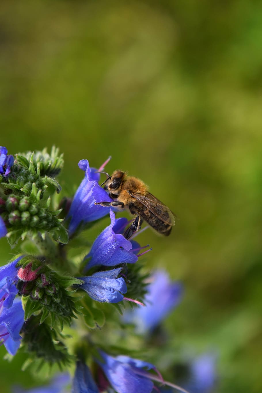 bee, pollen, blossom, bloom, collect, purple, close, hard working HD wallpaper