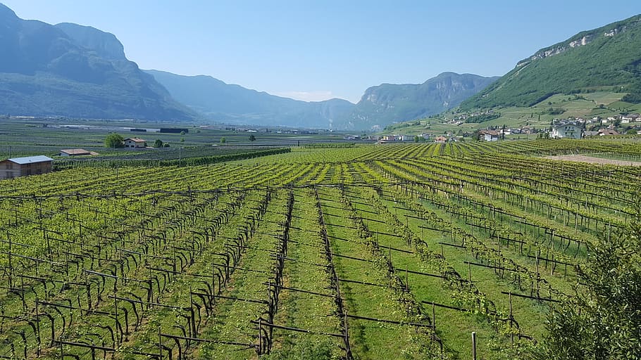 vines, valley, agriculture, land, rural scene, crop, mountain HD wallpaper