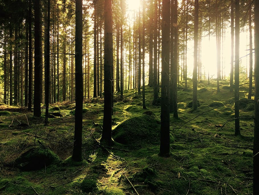green pine trees, green forest with sunlights at daytime, moss HD wallpaper