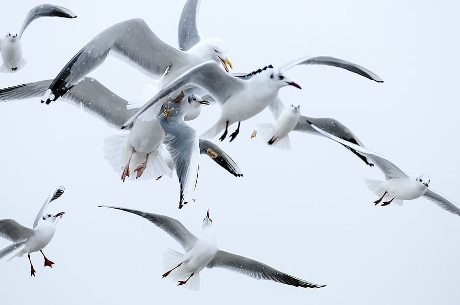 Birds, Seagull, Wings, Flight, the flight of a bird, nature HD wallpaper