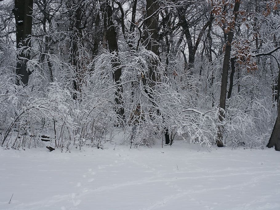 forest, snow, trees, winter, wilderness, nature, unknown, man HD wallpaper