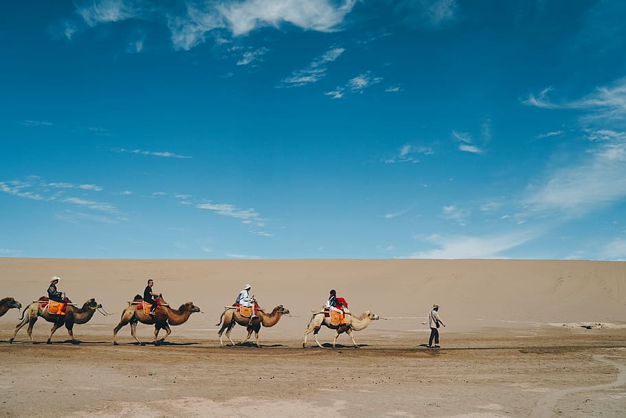 group of people riding on a camel, people riding on camels under blue sky during daytime HD wallpaper