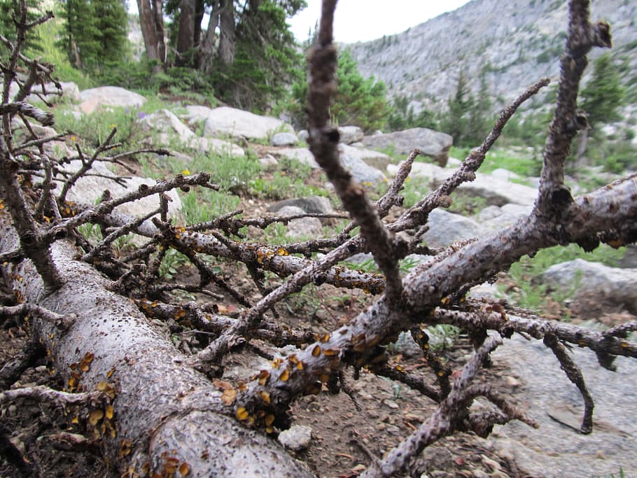 Forest Dieback, Forest Decline, dead tree, wood, organic, agriculture HD wallpaper