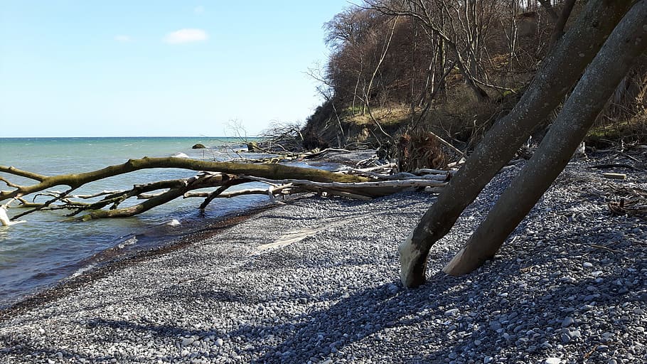 moen, wood, beach, water, nature, sky, sea, land, day, tree HD wallpaper