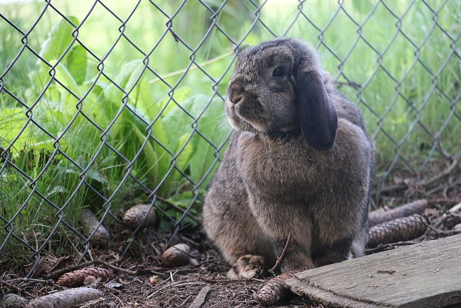 Rabbit, Animal, Hare, Brown, Fur, Grass, fence, mammal, cute HD wallpaper