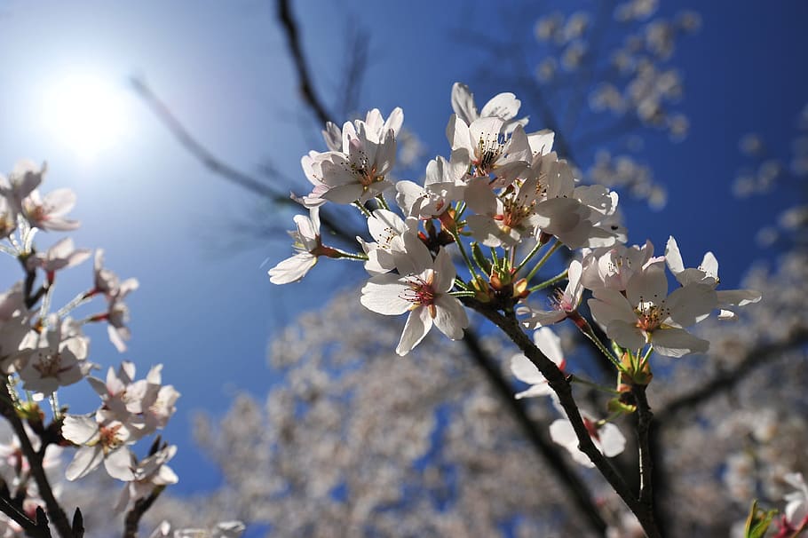 cherry, spring, blue sky, sun, flowering plant, freshness, fragility HD wallpaper