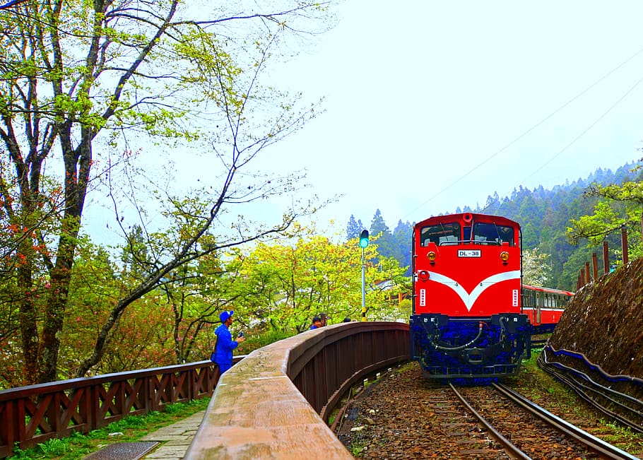 alishan, train, landscape, tree, plant, nature, day, rail transportation HD wallpaper