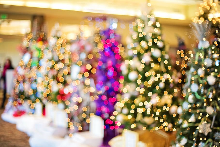 bokeh photograph of Christmas trees, lights, twinkle, sparkle HD wallpaper