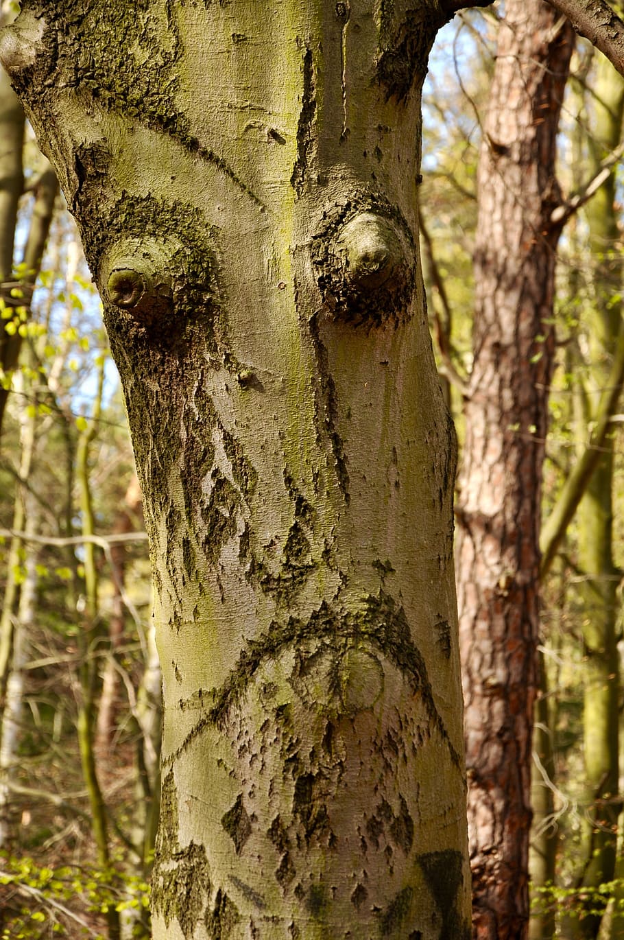 tree, nature, wood, bark, flora, trunk, tree trunk, plant, focus on foreground HD wallpaper