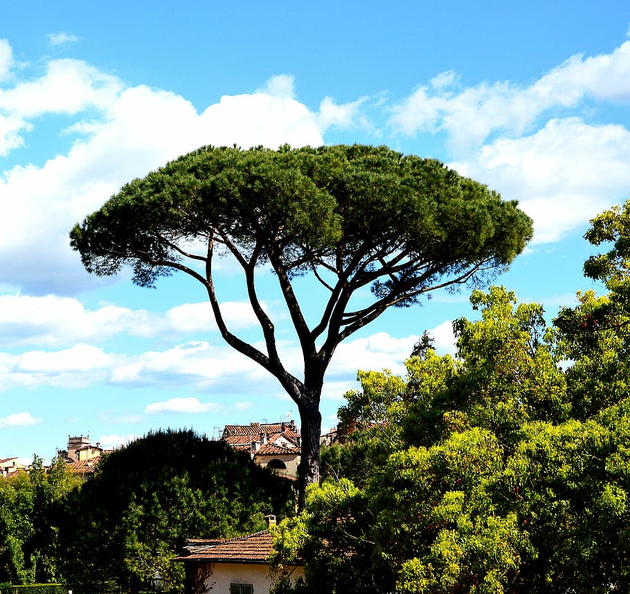 tree, large, landscape, italy, nature, sky, outdoors, plant HD wallpaper