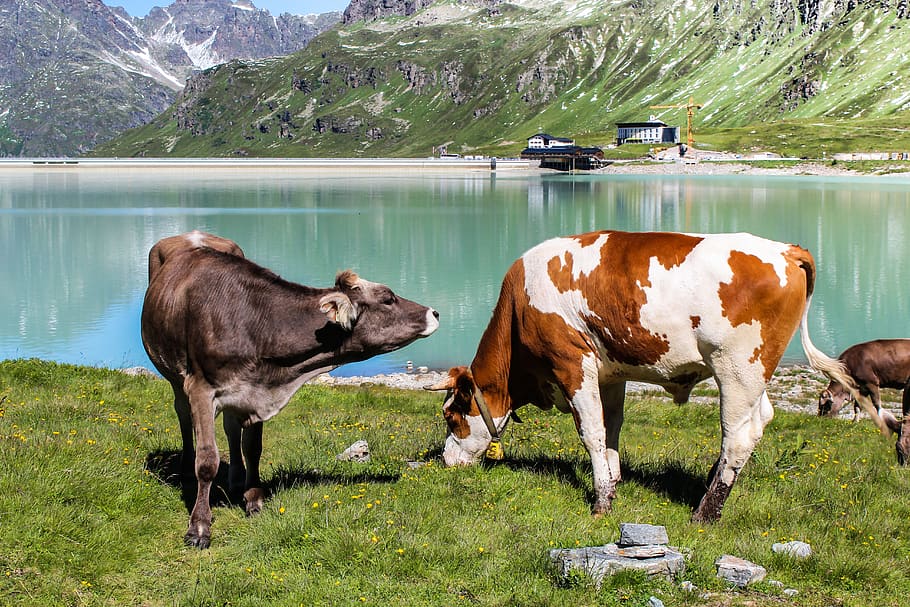 lake, reflection, cows, recreation, water, surface, sun, nature HD wallpaper