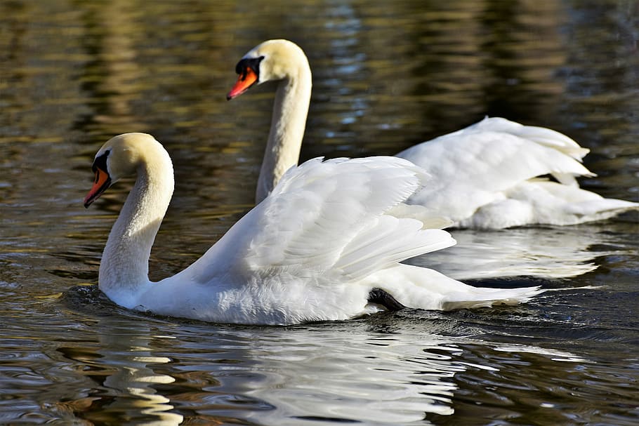 two white swan on body of water during daytime, water bird, schwimmvogel, HD wallpaper