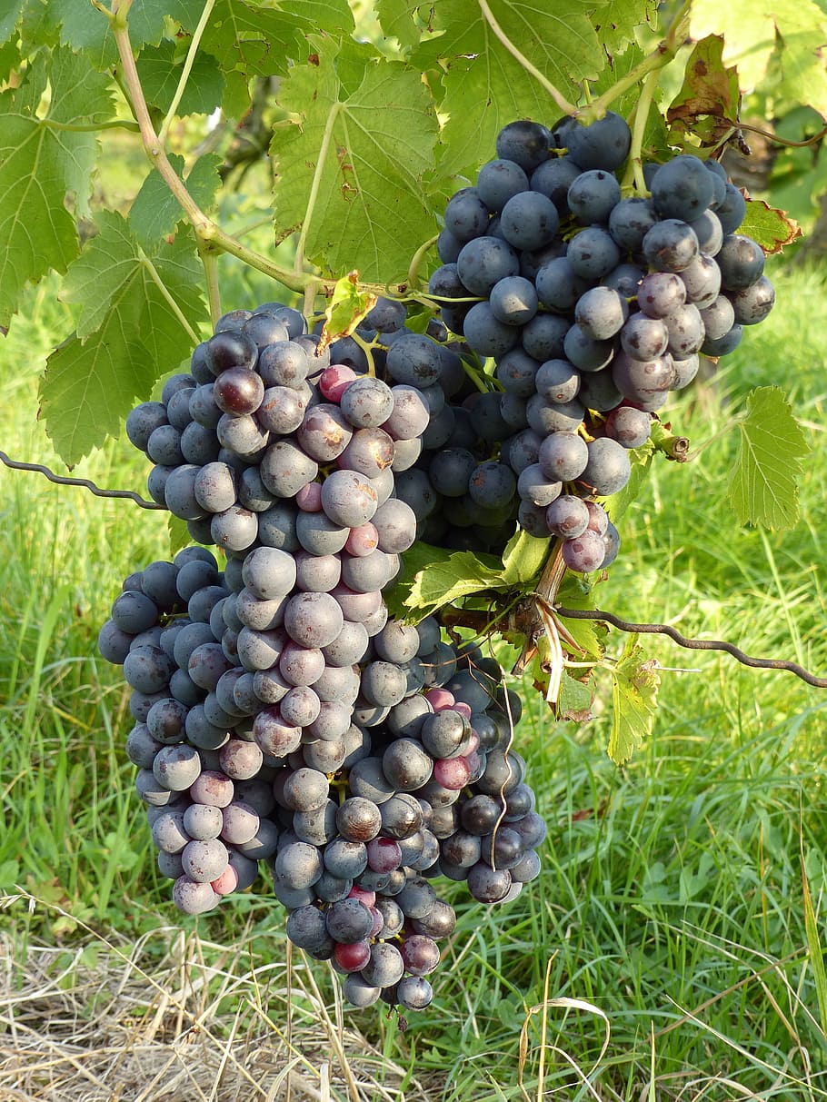 Синий виноград фото