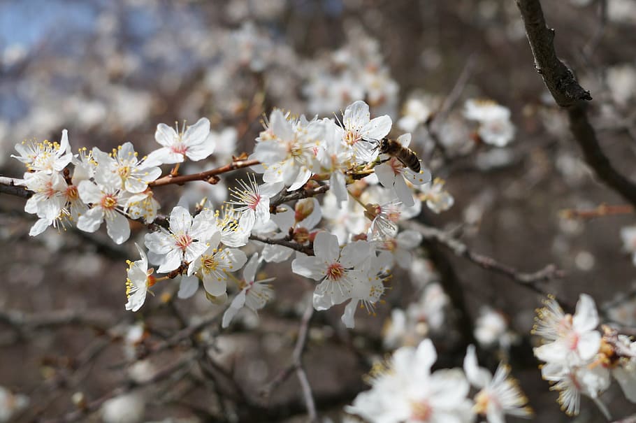 crimea, forest, flowers, spring, nature, bloom, stroll, closeup HD wallpaper