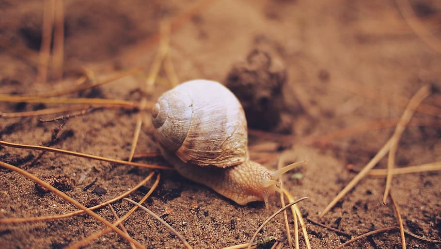 snail, slug, shell, dirt, animal wildlife, animal themes, invertebrate HD wallpaper