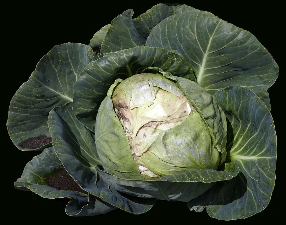 vegetables, white cabbage, herb, cauliflower, kappes, kaps HD wallpaper