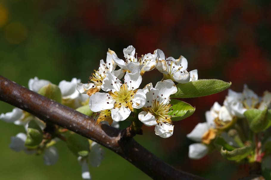 pear, blossom, spring, flower, fruit, white, beautiful, garden HD wallpaper