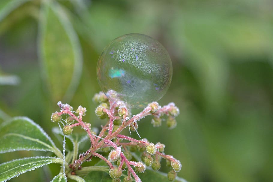 soap bubble, pattern, structure, frozen, cold, plant, close-up HD wallpaper