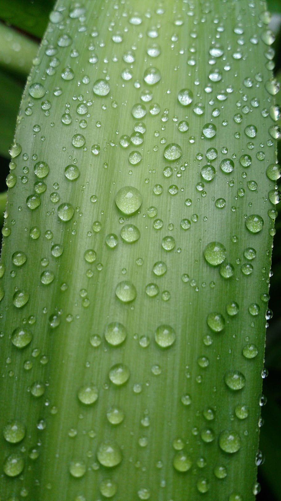 Leaf, Nature, Water, Plant, rain, green, drop, color, flora HD wallpaper