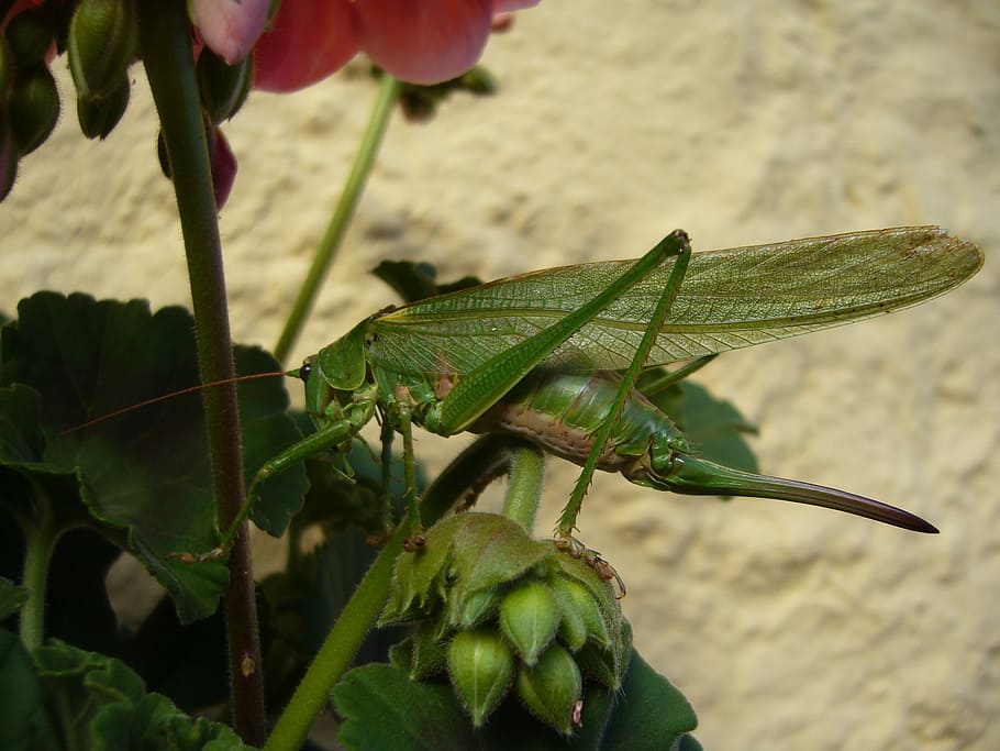 grasshopper, nature, caelifera, probe, animals in the wild HD wallpaper