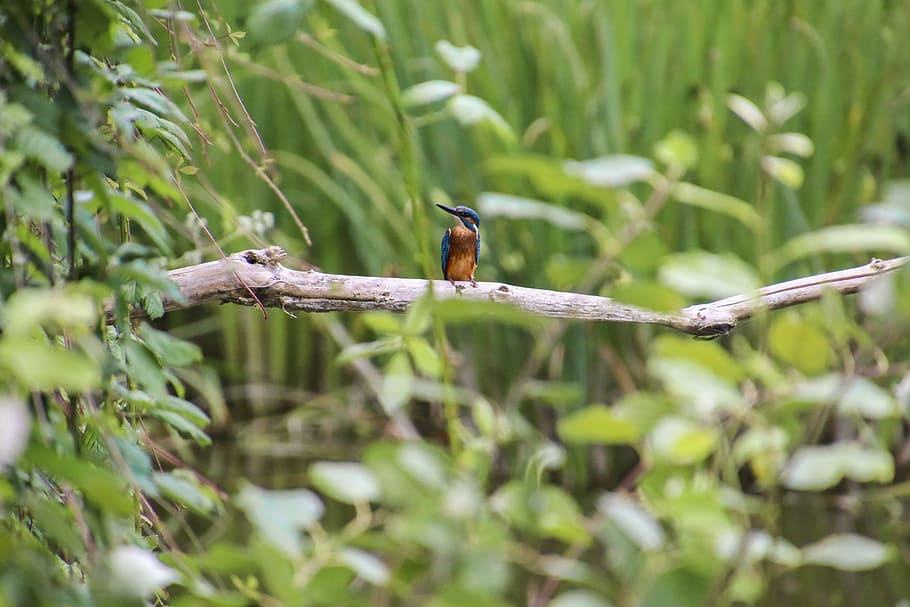 Kingfisher, Bird, Clean, River, Nature, feather, blue feathers HD wallpaper