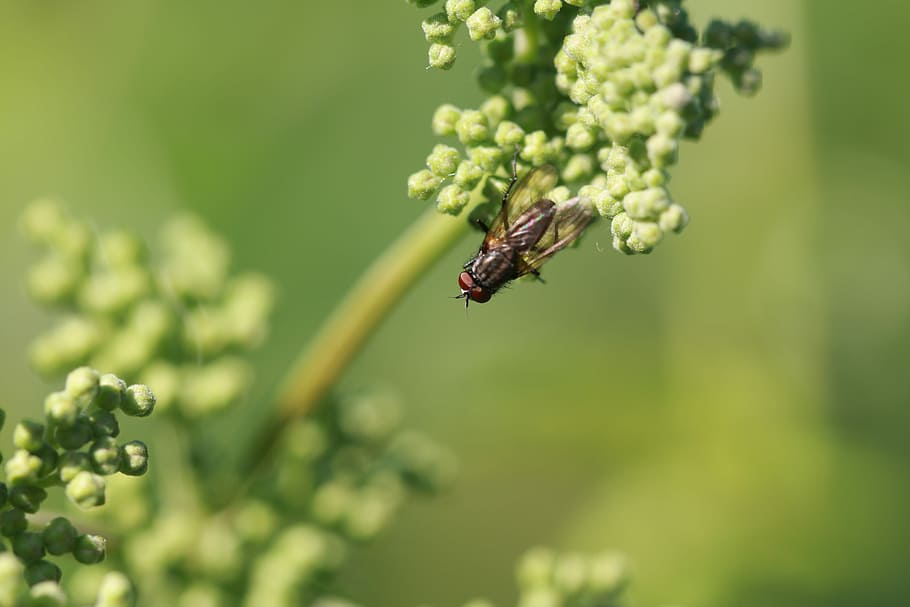 fly, insect, flying insect, macro, nature, invertebrate, animal HD wallpaper