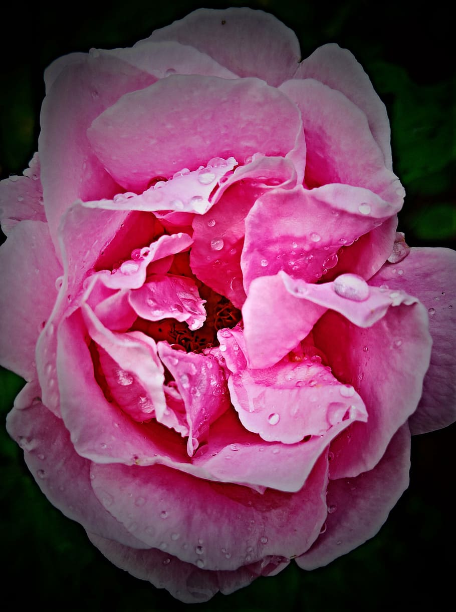 rose bloom, climbing rose, pink, in full bloom, raindrop, delicate petals, HD wallpaper