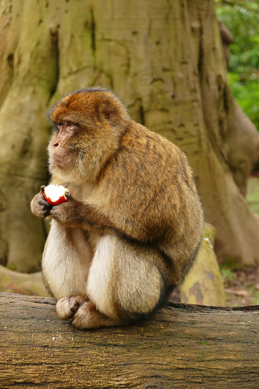 ape, monkey, animal, cute, mammal, wildlife, primate, zoo, nature HD wallpaper