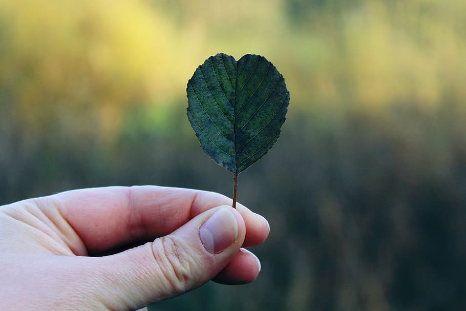 person holding leaf, hand, autumn, finger, nature, close, green