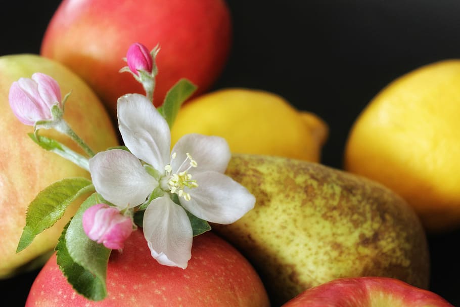 apple, fruit, apple blossom, food, healthy, fresh, close, color, HD wallpaper