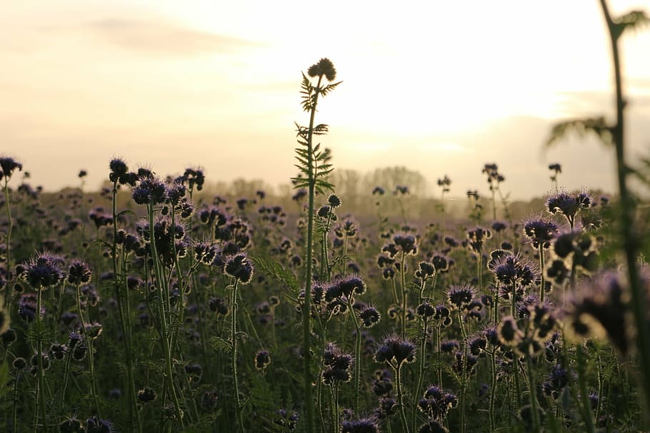 purple flower field, phacelia, bees, abendstimmung, sunset HD wallpaper