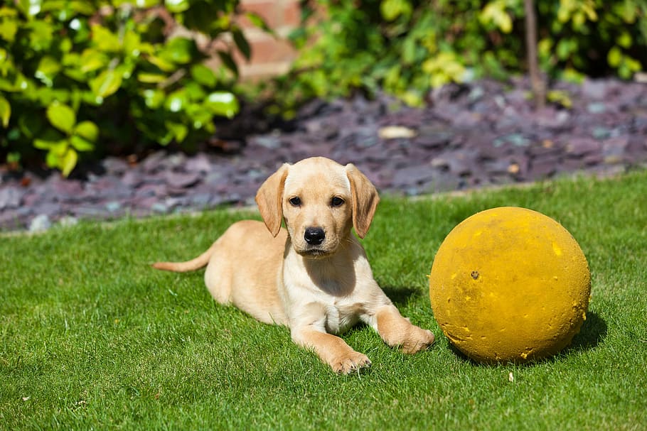 yellow Labrador retriever puppy prone lying beside yellow ball on green lawn grass, HD wallpaper