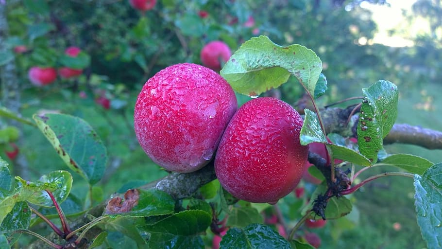 apple, moist, nature, food and drink, fruit, healthy eating HD wallpaper