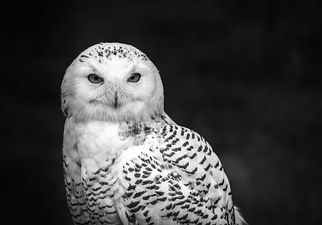 white owl, black and white owl, feather, wing, face, eye, beak HD wallpaper