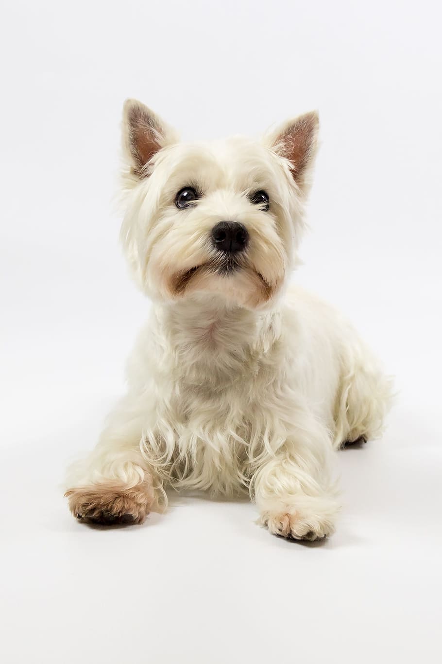 West Highland Terrier, Westie, dog, white, pet, pedigree, small, HD wallpaper