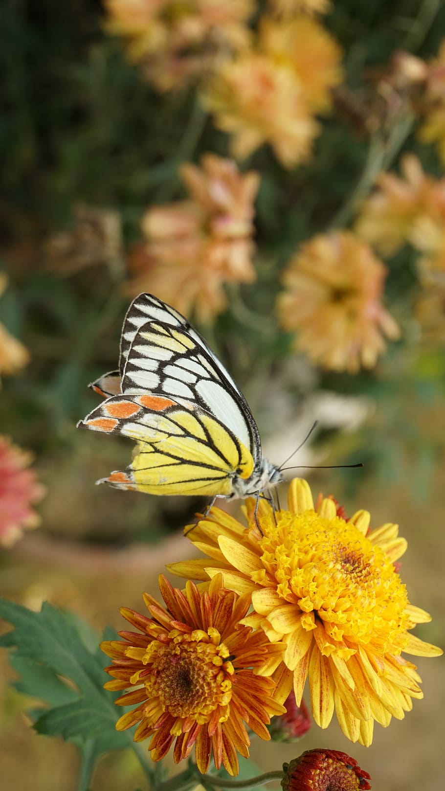 Butterfly, Blooming, Flower, floral, blossom, garden, nature
