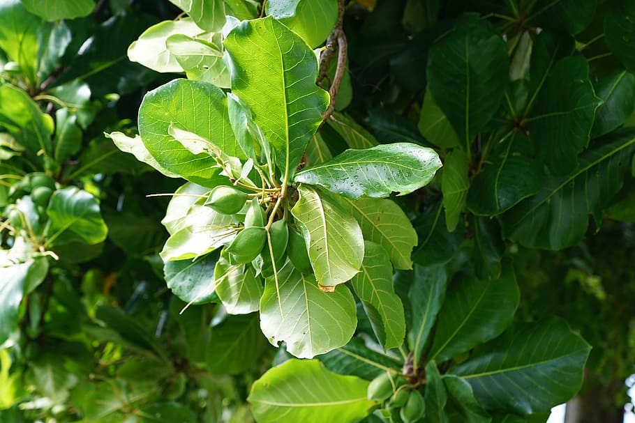 catappa, seemandel, tree, green, caribbean, fruit, leaf, plant part HD wallpaper