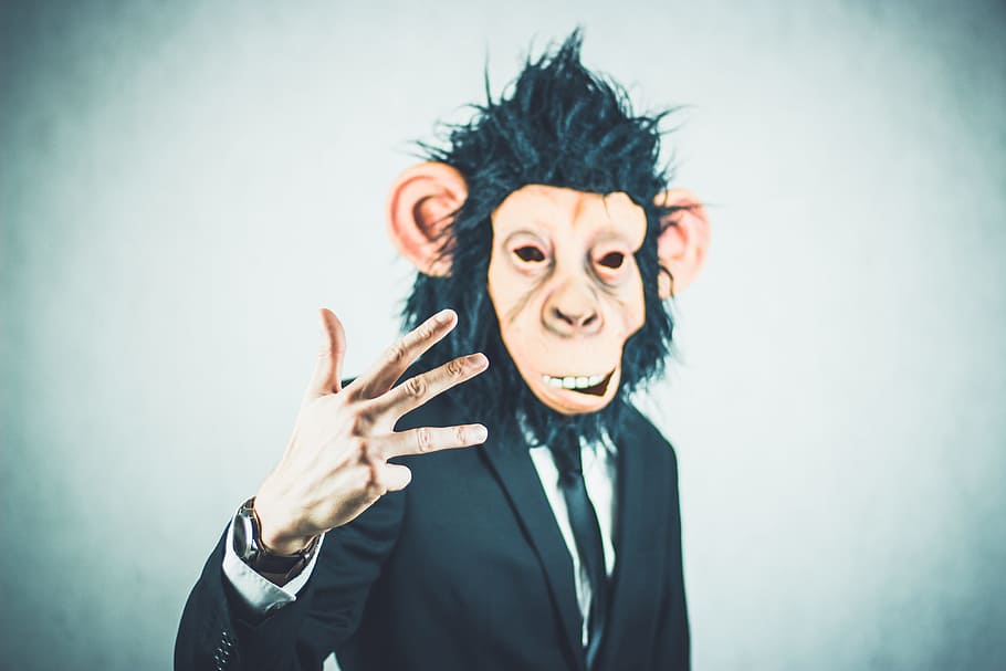 monkey, application, training, business, portrait, start up HD wallpaper