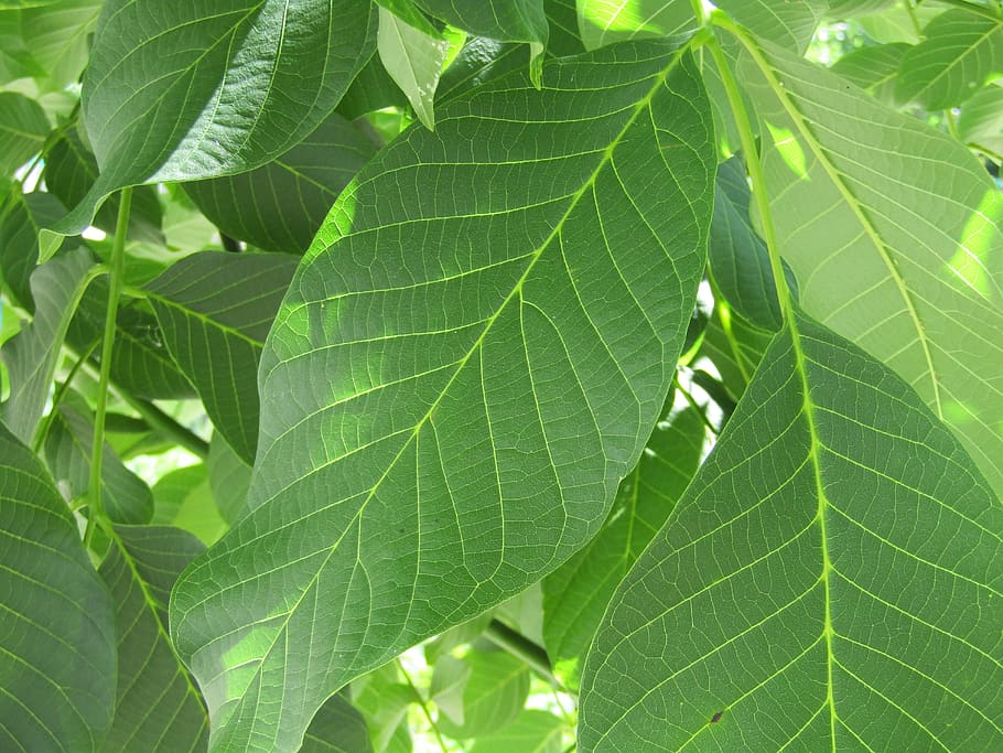 sheet, green, sheet walnut, closeup, plant, foliage, summer HD wallpaper