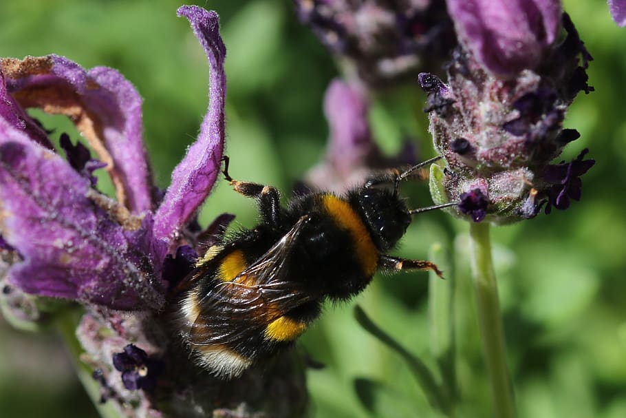 bee, animals, insect, flowering plant, animal themes, animals in the wild HD wallpaper