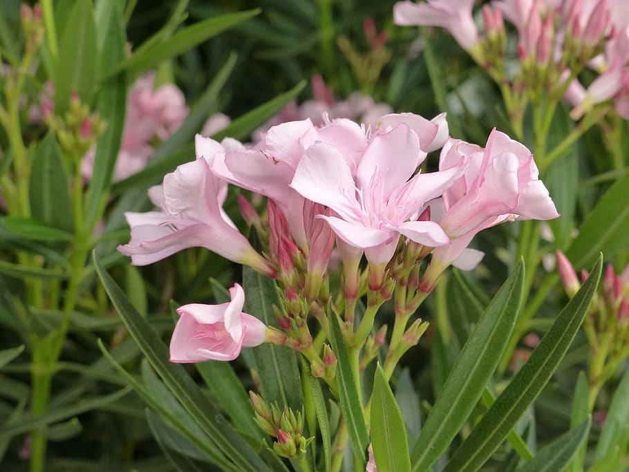 oleander, nerium oleander, tree, plant, flower, pink, botany HD wallpaper