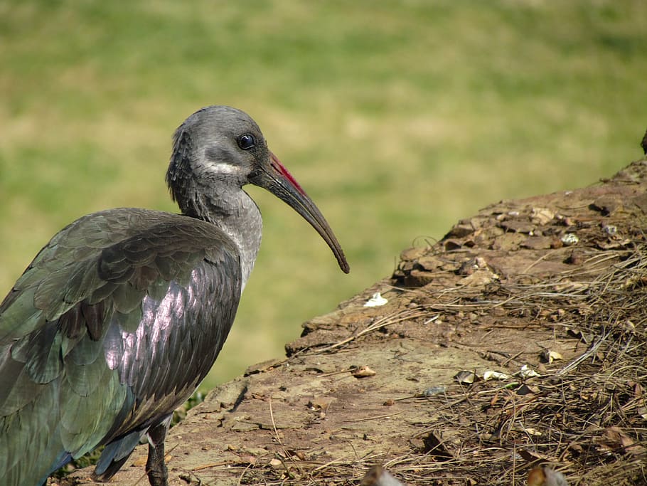 bird, looking, beak, wildlife, nature, feather, animal, outdoors HD wallpaper