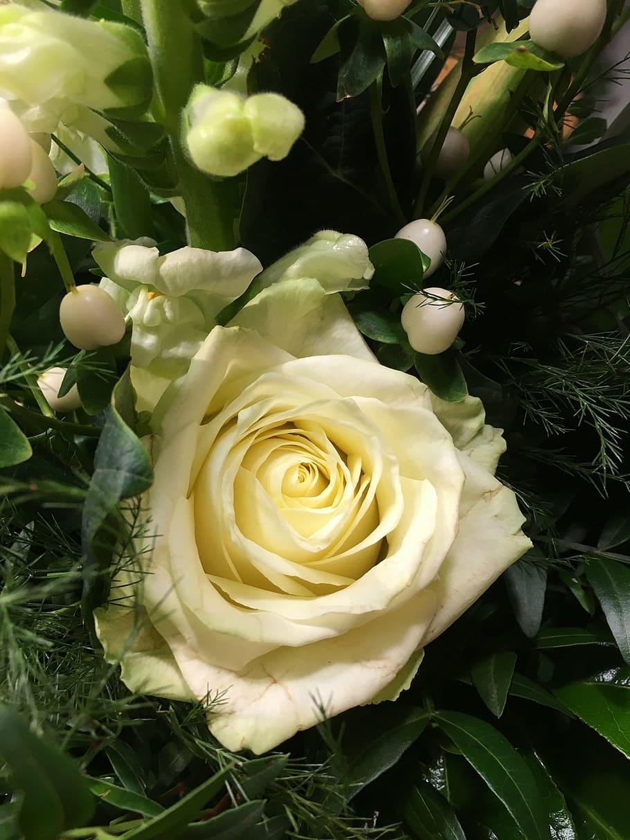 rose, white, flower, nature, blossom, bloom, bouquet, close HD wallpaper